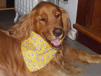Bentley wearing his Bandana